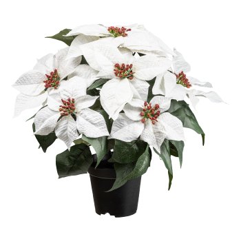 Poinsettie x 7 im Topf, 37cm, weiß