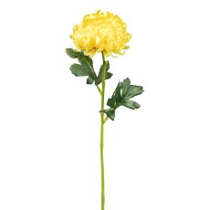 Chrysantheme, 54 cm, gelb