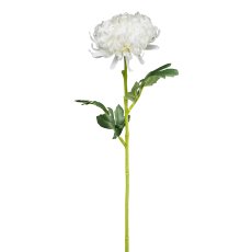 Chrysanthemum, 54 cm, white