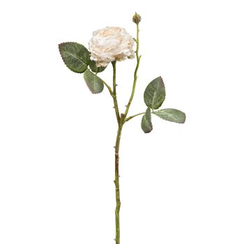 Rose, 45cm, beige