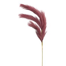 Reed grass, 80cm, old pink