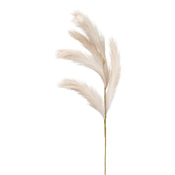 Reed grass, 80cm, beige