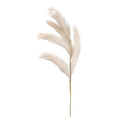 Reedgras, 80 cm, beige