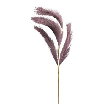 Reedgrass, 80cm, purple