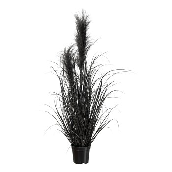 Pampas grass in pot, 73cm, black