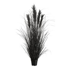 Pampas grass in pot, 125 cm,