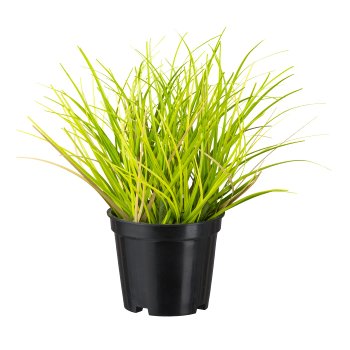 Grass in pot