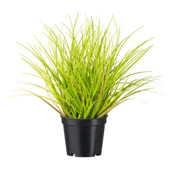 Gras im Topf, 24 cm