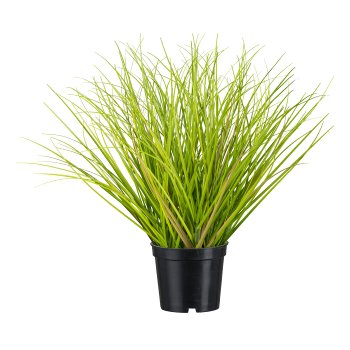 Gras im Topf, 32cm