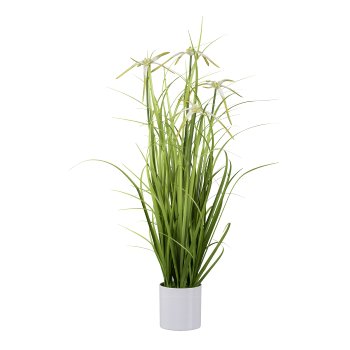 Star sedge in white melamine pot, 70cm, green