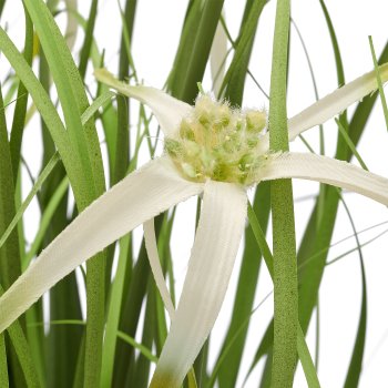 Sternsegge grün ca 45cm im Melaminetopf weiss