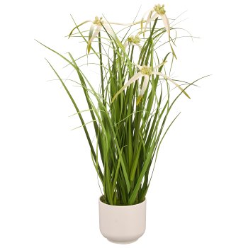 Sternsegge grün ca 45cm im Melaminetopf weiss