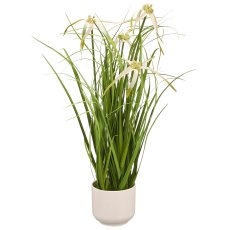Sternsegge grün ca 45cm im Melaminetopf weiss