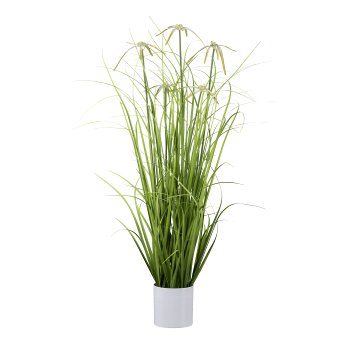 Sternsegge im weißen Melaminetopf, 88cm, grün