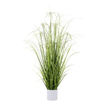 Star sedge in white melamine pot, 108cm, green