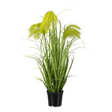 Reed grass in pot, 66 cm,