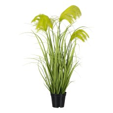 Reed grass in pot, 80 cm,
