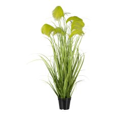 Reed grass in pot, 116 cm,