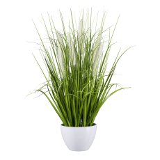 Pennisetum in Schale, 58 cm,