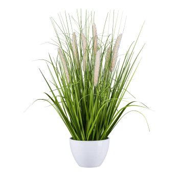 Pennisetum in bowl, 58cm, peach