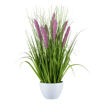 Pennisetum in bowl, 58cm, purple