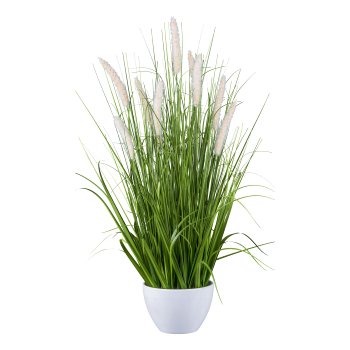 Pennisetum in bowl, 80cm, peach