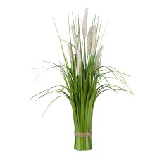 Pennisetum-Stehgrasbusch, 64