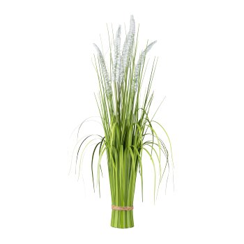 Panicum standing grass bunch, 89cm, white
