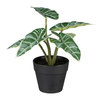 Alocasia in pot, 18cm, green
