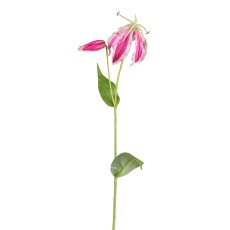 Gloriasa, 69cm, pink