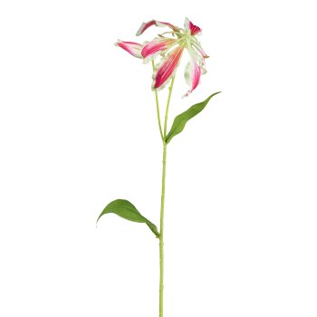 Gloriasa, 69cm, grün-rot