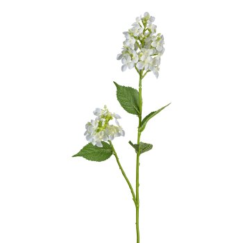 Wildhortensie, 66cm, weiß