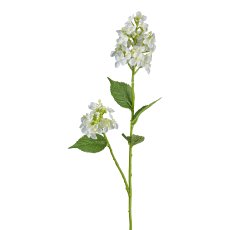 Wild hydrangea, 66 cm, white