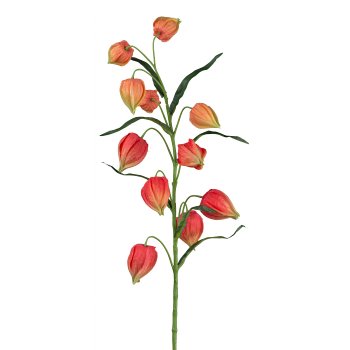 Physalis, 74cm, orange
