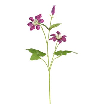 Clematis, 73cm, aubergine