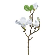 Magnolie, 50cm, weiß
