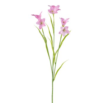 Campanula, 62cm, pink