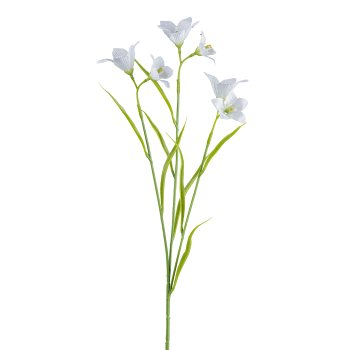 Campanula, 62cm, weiß