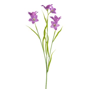 Campanula, 62cm, lila