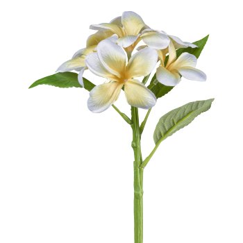 Frangipani x 6, 32cm, yellow