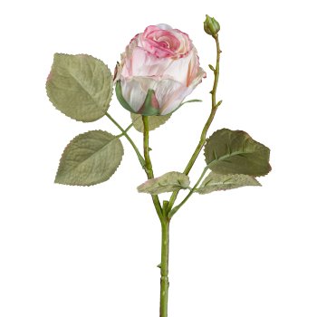 Vintagerose, 45cm, rosa