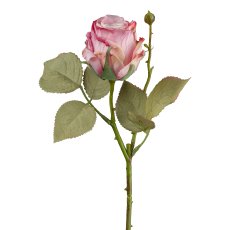 Vintagerose, 45 cm, dark pink