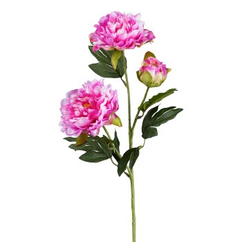 Peonie x3, 63 cm