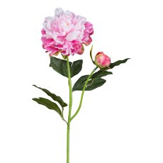 Peonie x2, 54cm, rosa