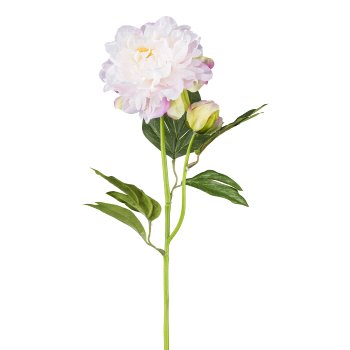 Peonie x2, 54cm, hellrosa