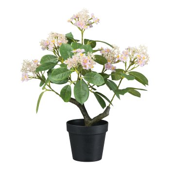 Viburnum tinus im Topf, 45cm, rosa