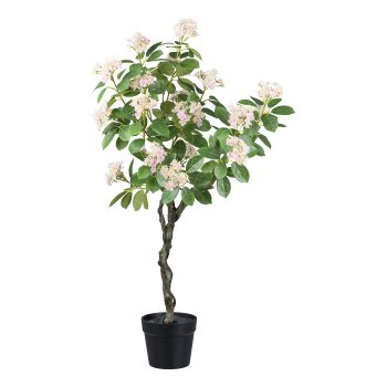 Viburnum tinus in pot, 110cm, pink