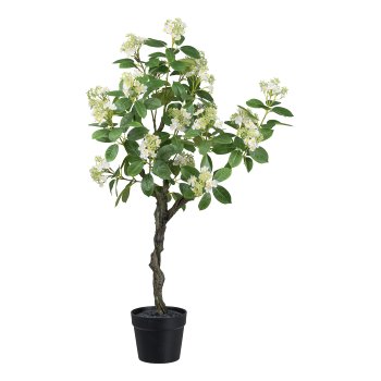 Viburnum tinus im Topf, 110 cm, weiß