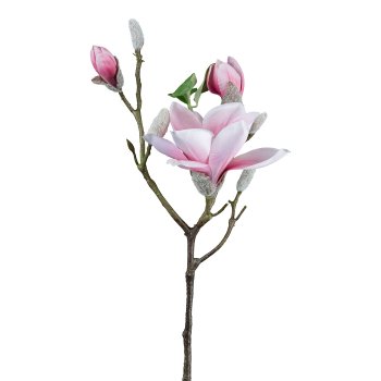 Magnolie, 69cm, altrosa