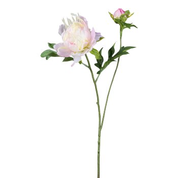 Peonie, 71cm, rosa